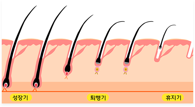 털의 성장 주기